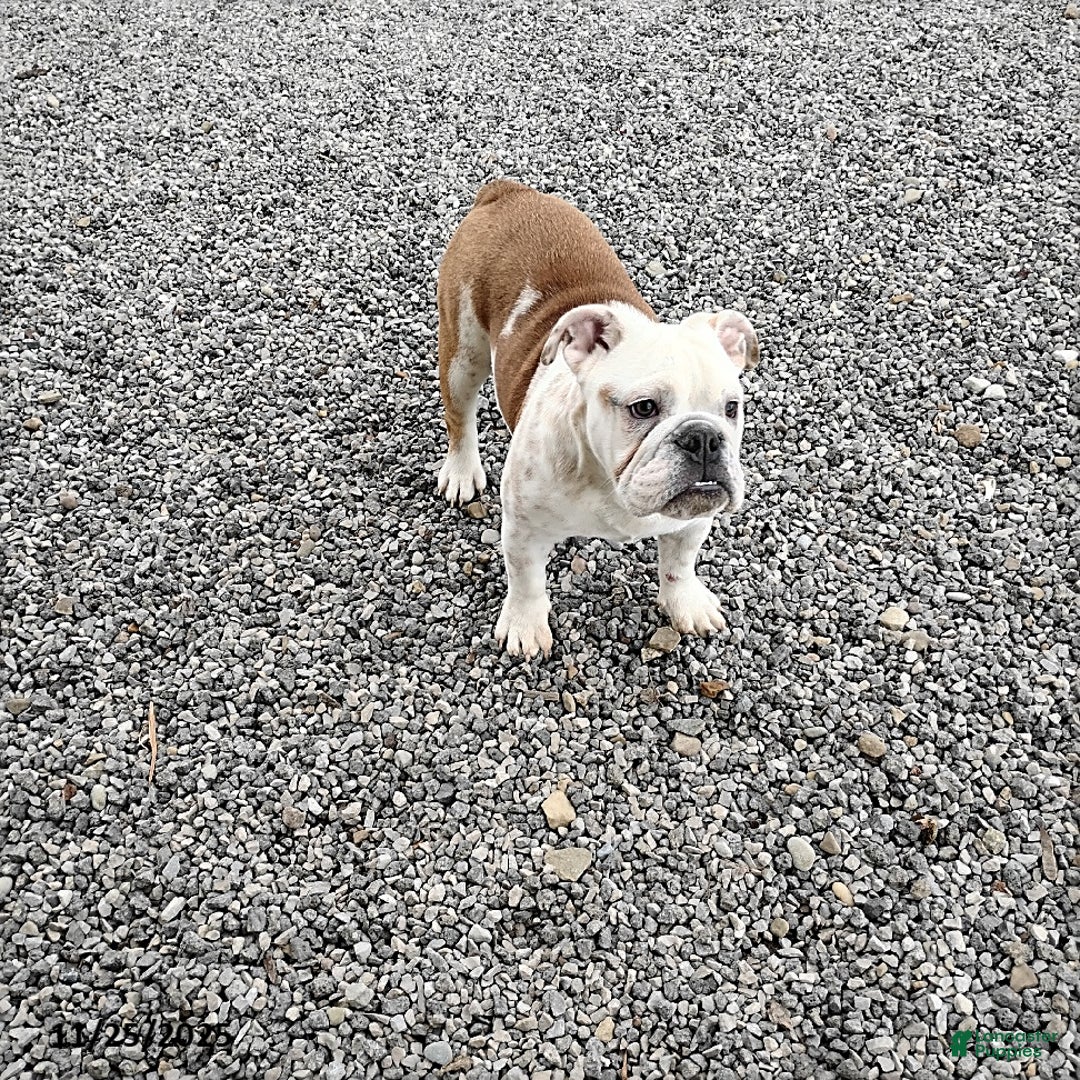 English Bulldog dogs for sale: Renita - Ad 5