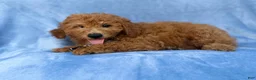 Mini Goldendoodle dogs for sale: Dash - Ad 4