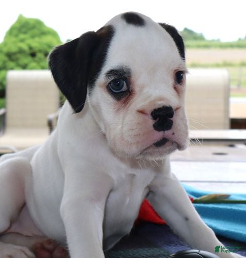Boxer dogs Cassy - Champ lines - Ad 1