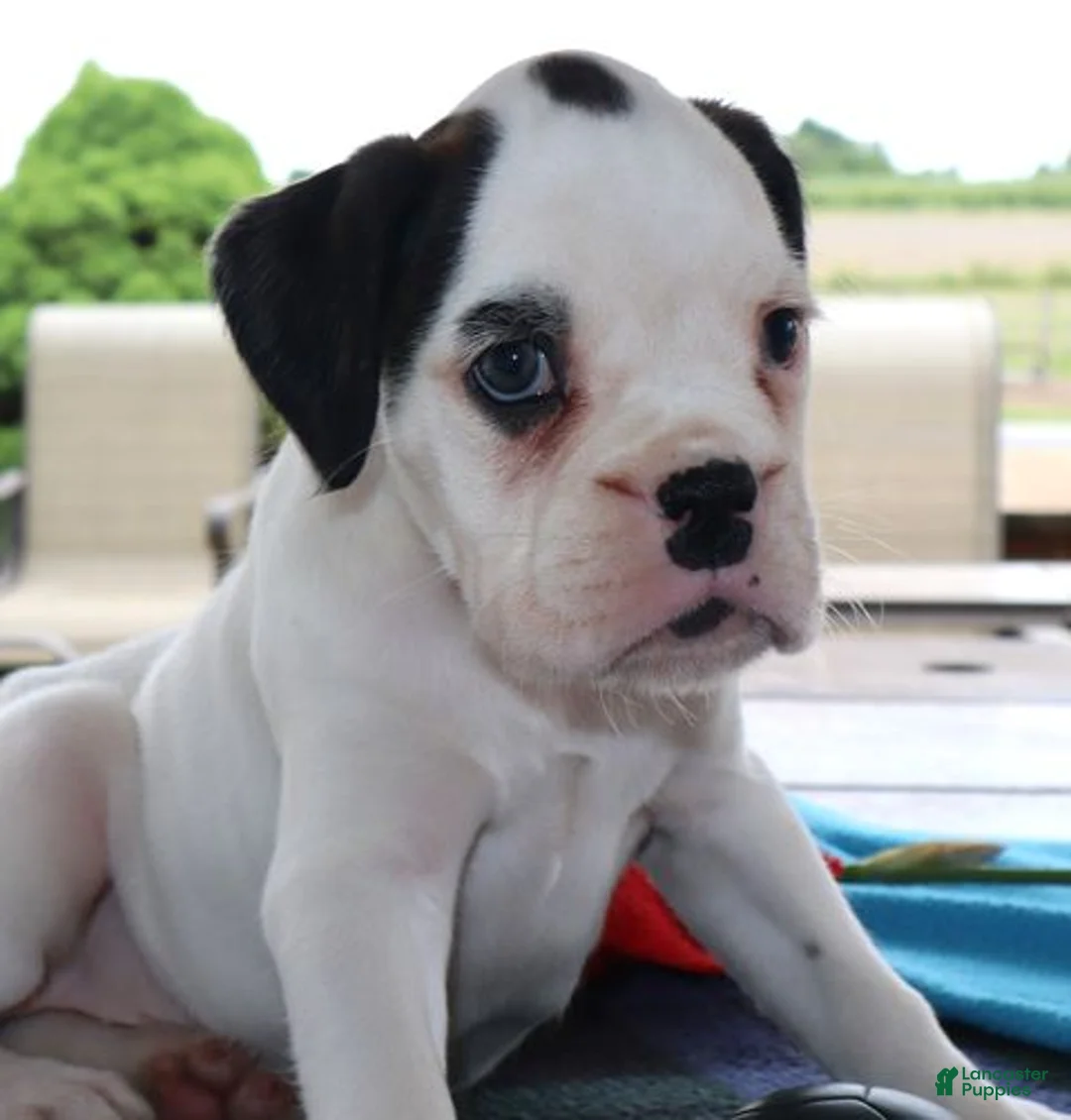 Boxer dogs for sale: Cassy - Champ lines - Ad 1