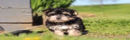 Morkie dogs for sale: River - Ad 7
