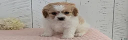 Cavapoo dogs for sale: Ziggy - Ad 4