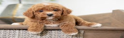 Miniature Poodle dogs for sale: Carmen - Ad 11