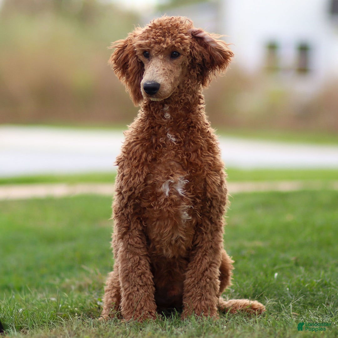 Standard Poodle dogs for sale: Ronnie - Ad 3