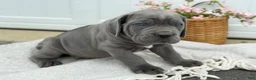 Cane Corso dogs for sale: Bane - Ad 16