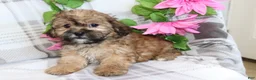 Shih Tzu dogs for sale: Janey  - Ad 3