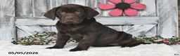 Labrador Retriever dogs for sale: Lilly - Ad 1