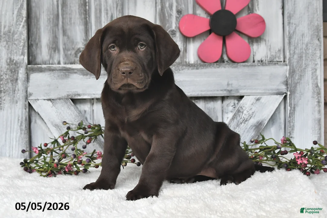 Labrador Retriever dogs for sale: Lilly - Ad 1