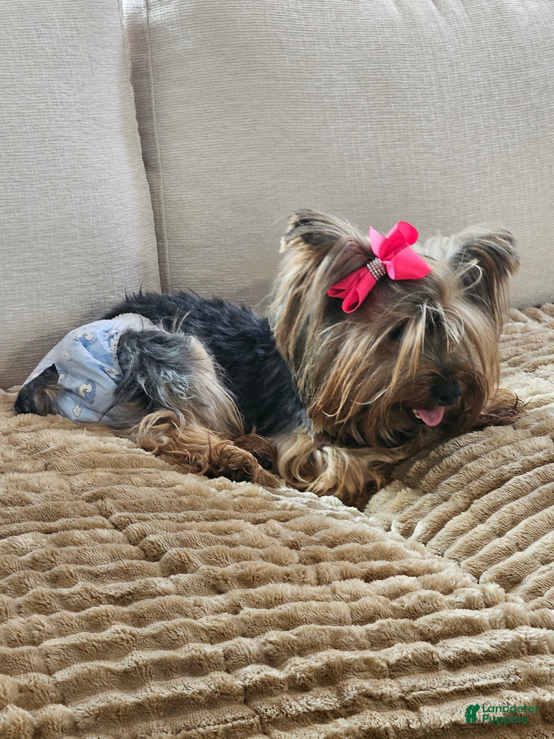 Yorkshire Terrier dogs for sale: Yorkshire Terrier Puppy 1 - Ad 2