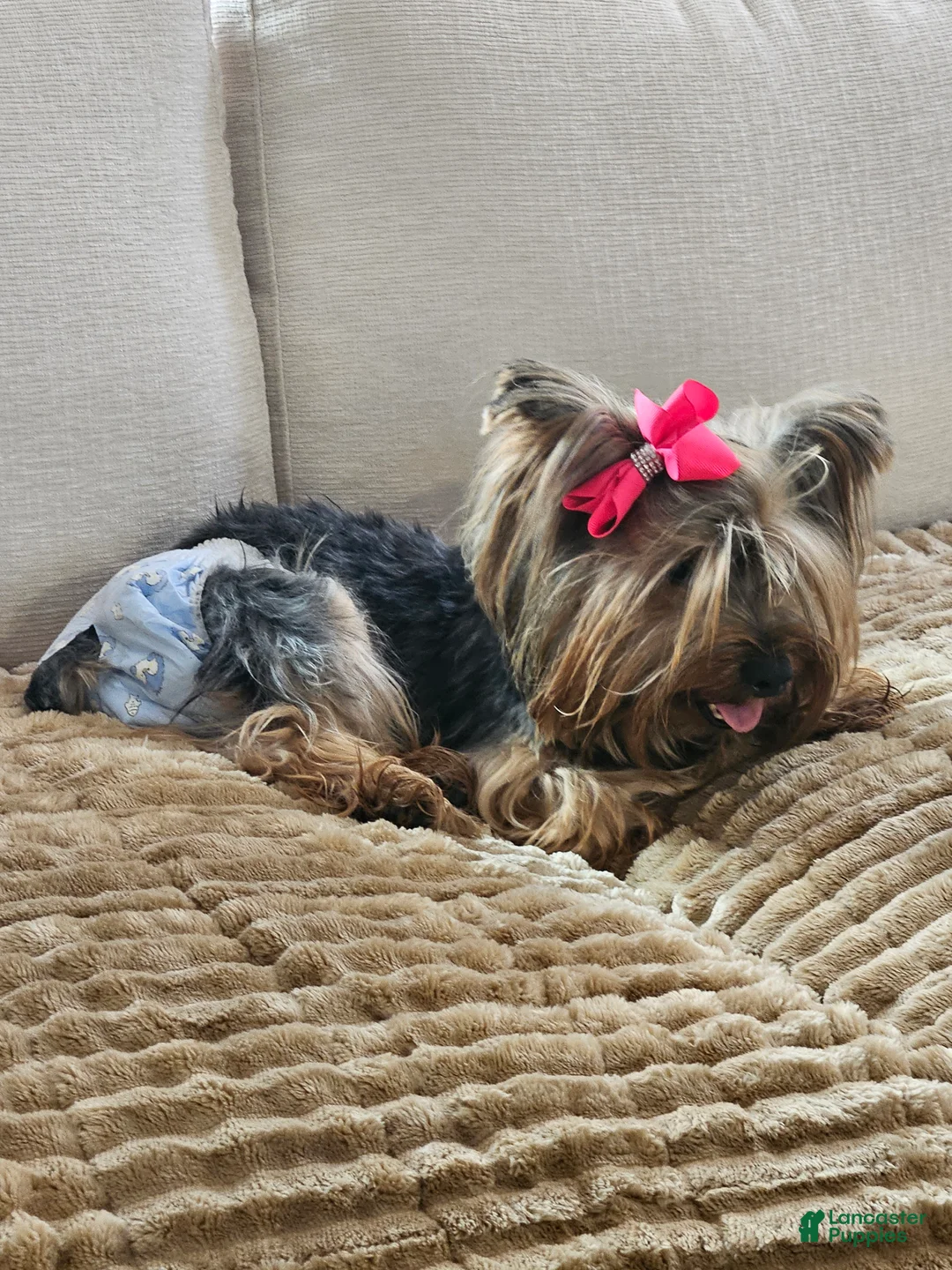 Yorkshire Terrier dogs for sale: Yorkshire Terrier Puppy 1 - Ad 3