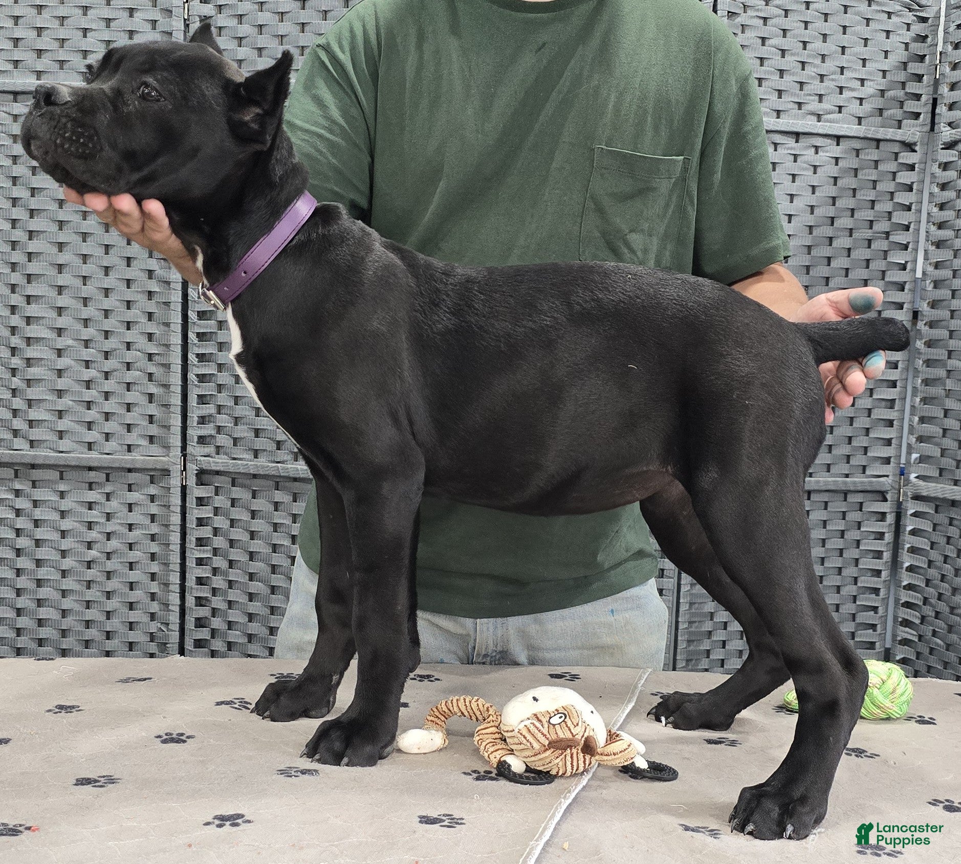 Cane Corso dogs Purple Girl - Ad 1