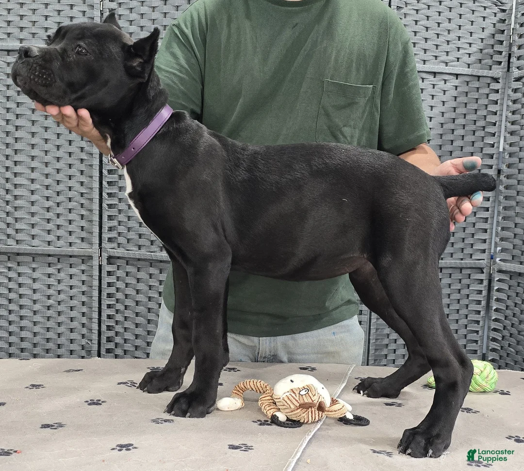 Cane Corso dogs for sale: Purple Girl - Ad 1