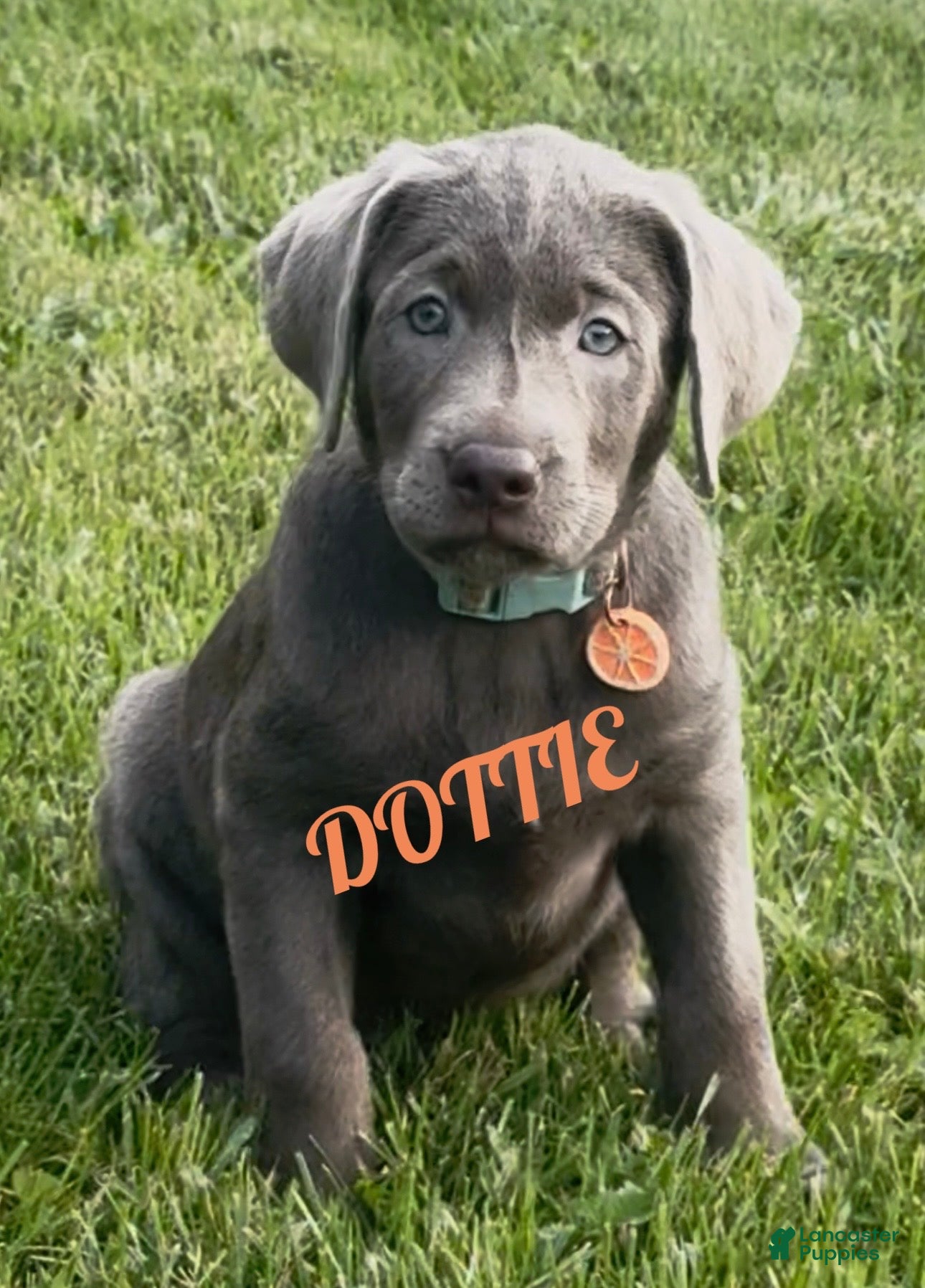 Labrador Retriever dogs Labrador Retriever 1 - Ad 1