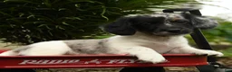 Mixed Breed dogs for sale: Azul - Ad 4