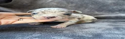 American Bully dogs for sale: Domino - Ad 6