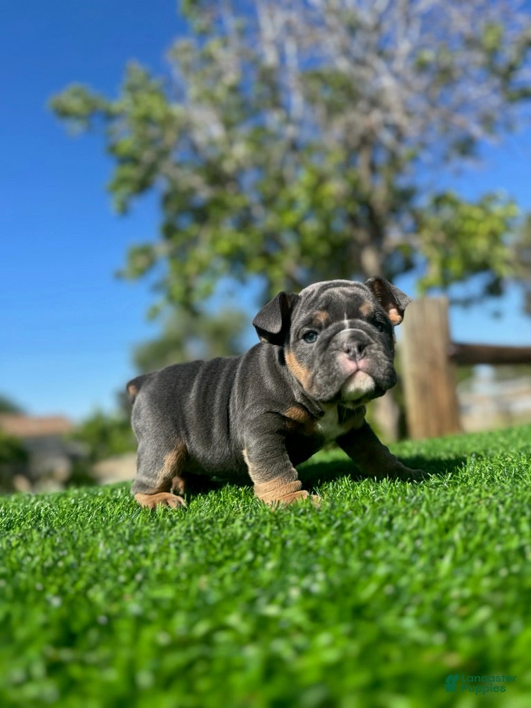 English Bulldog dogs SKYE - Black Tri Female – Sweet, Playful, Ready - Ad 3