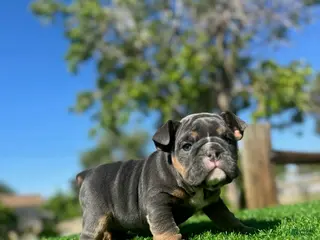 English Bulldog dogs SKYE - Black Tri Female – Sweet, Playful, Ready - Ad 3