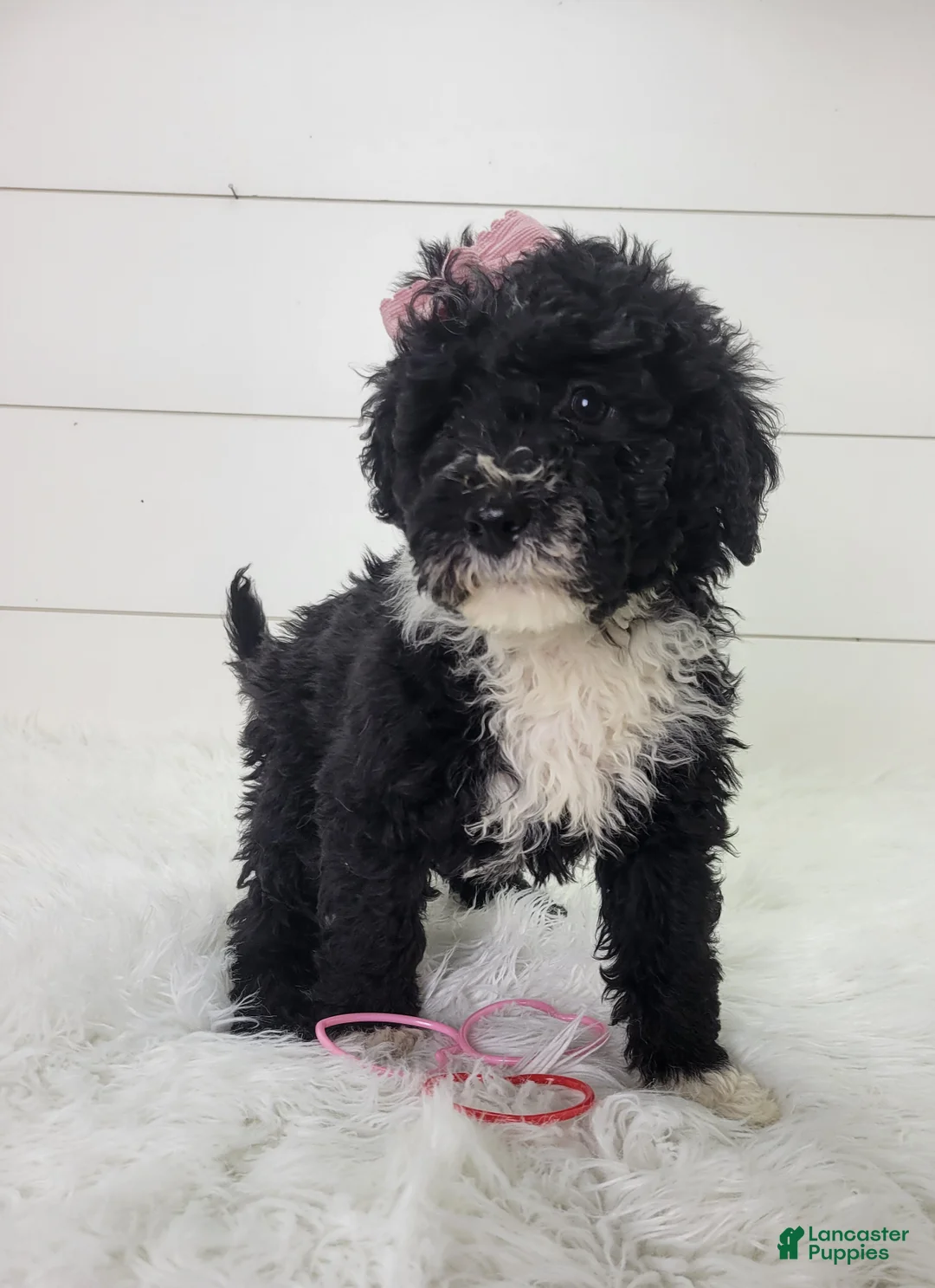 Portuguese Water Dog dogs for sale: Jovi - Ad 2