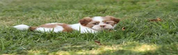 Shih Tzu dogs for sale: Goldie - Ad 9