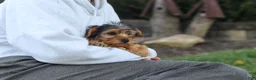 Yorkiepoo dogs for sale: Myles - Ad 7