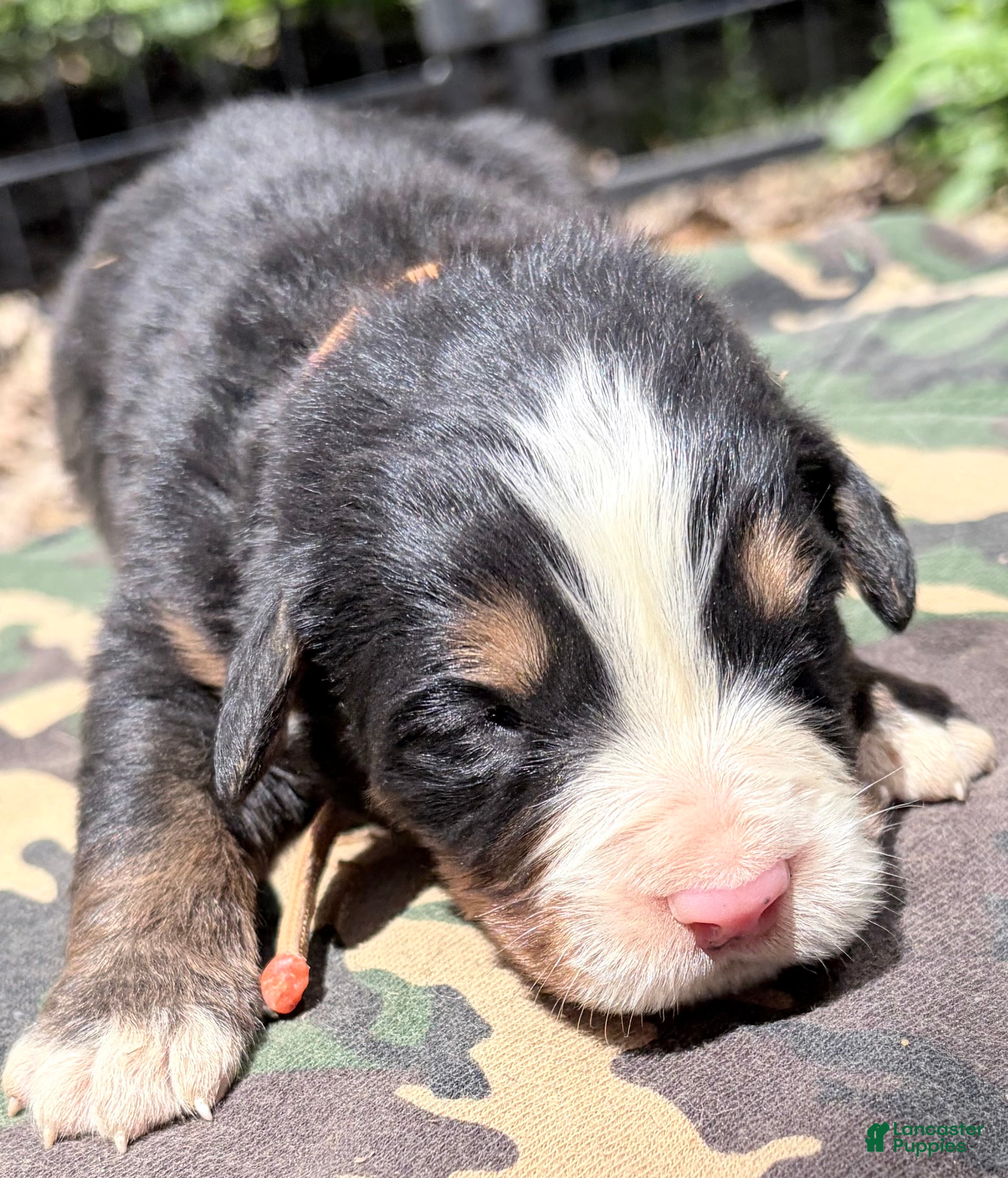 Bernese Mountain Dog dogs Orange-Male - Ad 4