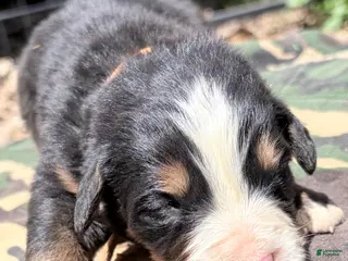 Bernese Mountain Dog dogs Orange-Male - Ad 25