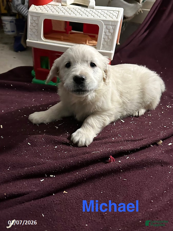 Golden Retriever dogs Michael - Ad 30