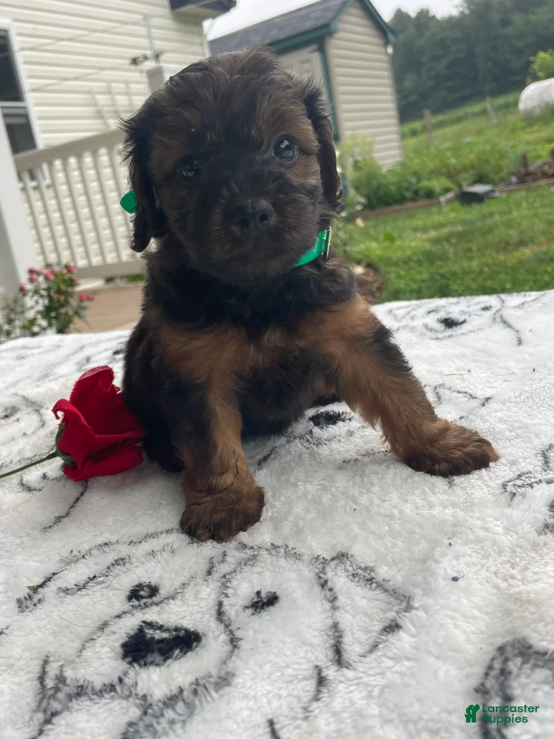 Yorkiepoo dogs for sale: Lucky - Ad 4