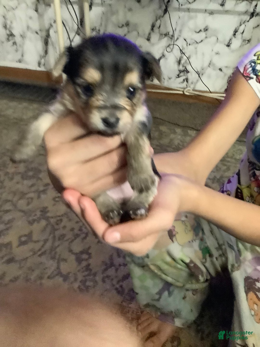 Mixed Breed dogs for sale: Liz - Ad 1