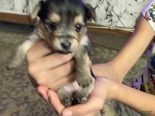 Mixed Breed dogs Liz - Ad 25