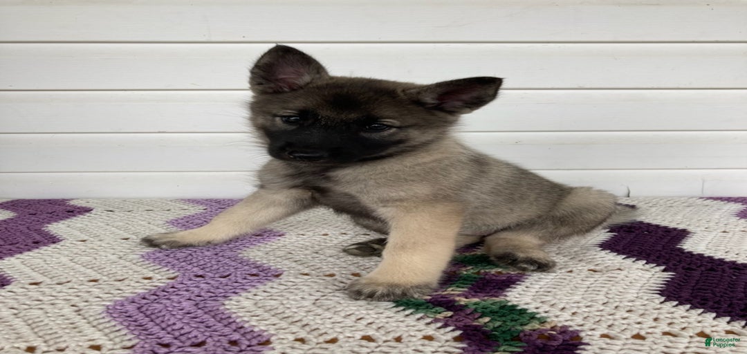 Gallery Image {{count}}