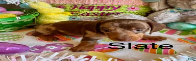 Slate