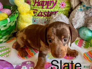 Miniature Dachshund dogs for sale: Slate - Ad 4