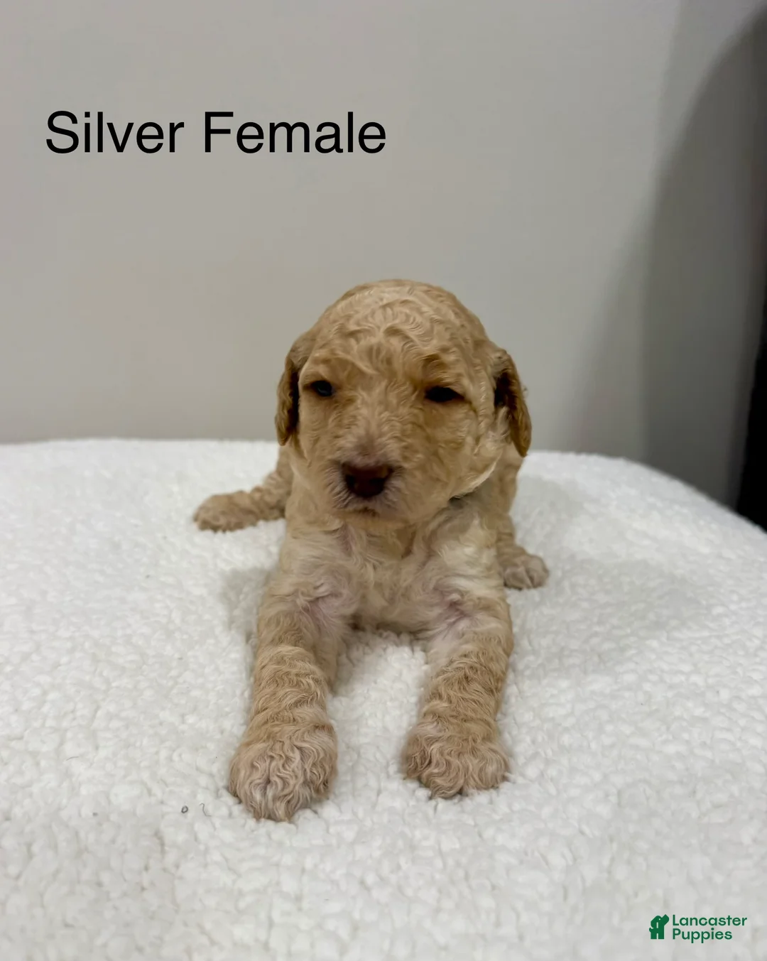 Standard Poodle dogs for sale: Silver Collar - Ad 1
