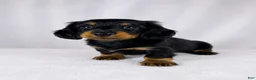 Miniature Dachshund dogs for sale: Goose - Ad 3