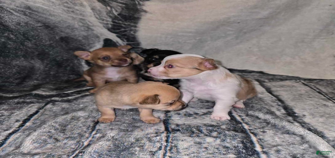 Gallery Image {{count}}