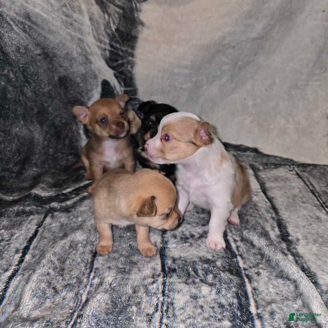 Gallery Image {{count}}