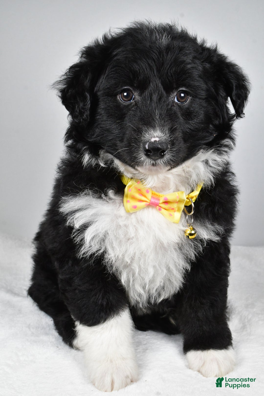 Mixed Breed dogs for sale: Poochie - Ad 4