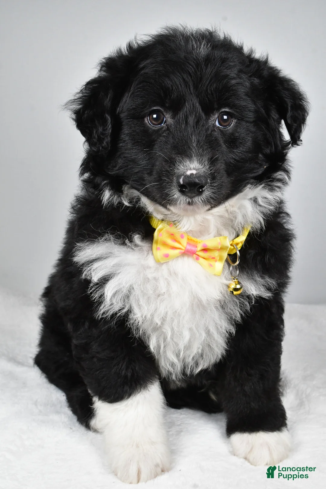 Mixed Breed dogs for sale: Poochie - Ad 4