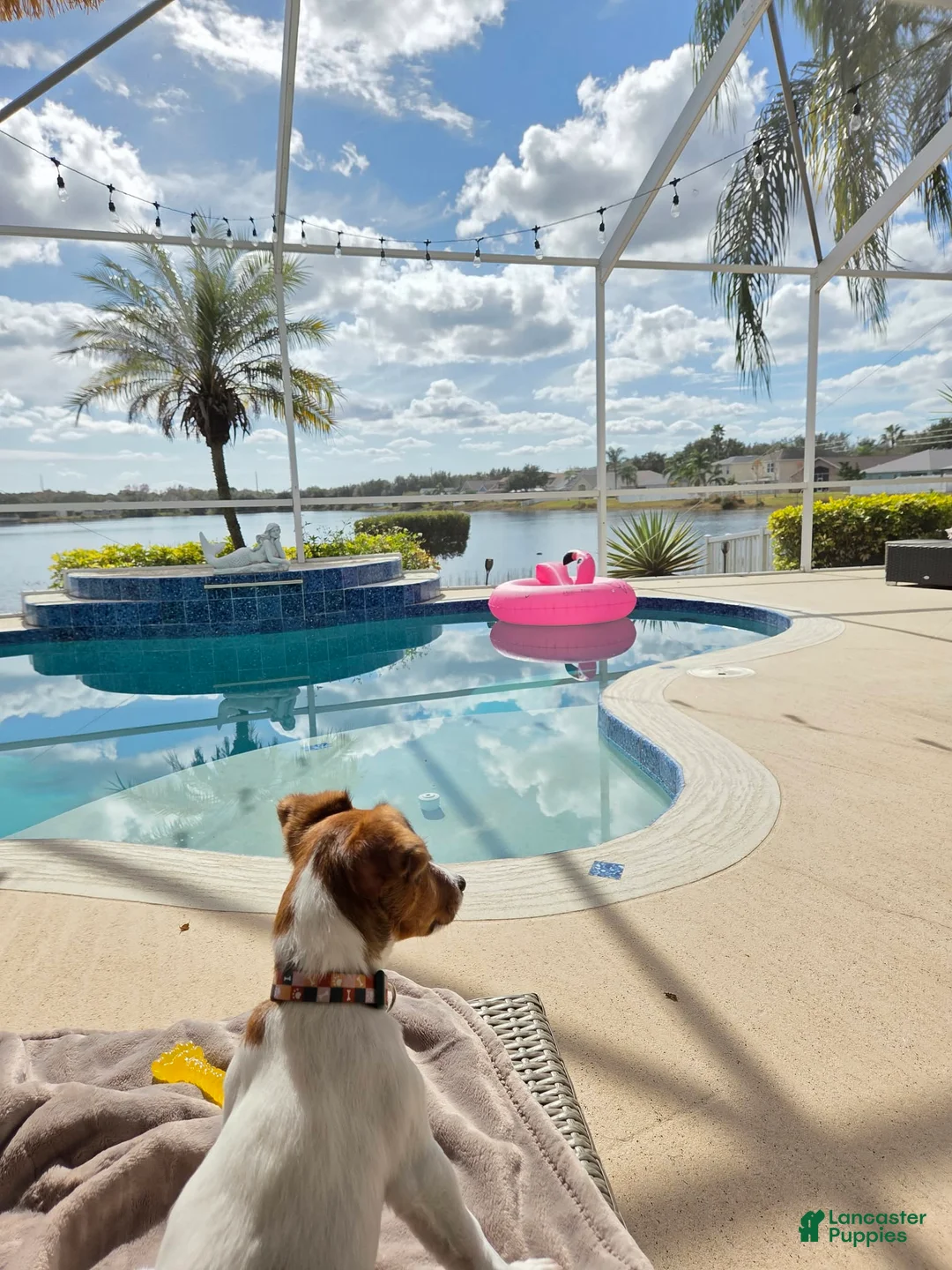 Jack Russell Terrier dogs for sale: Jack Russell Terrier Puppy 1 - Ad 3