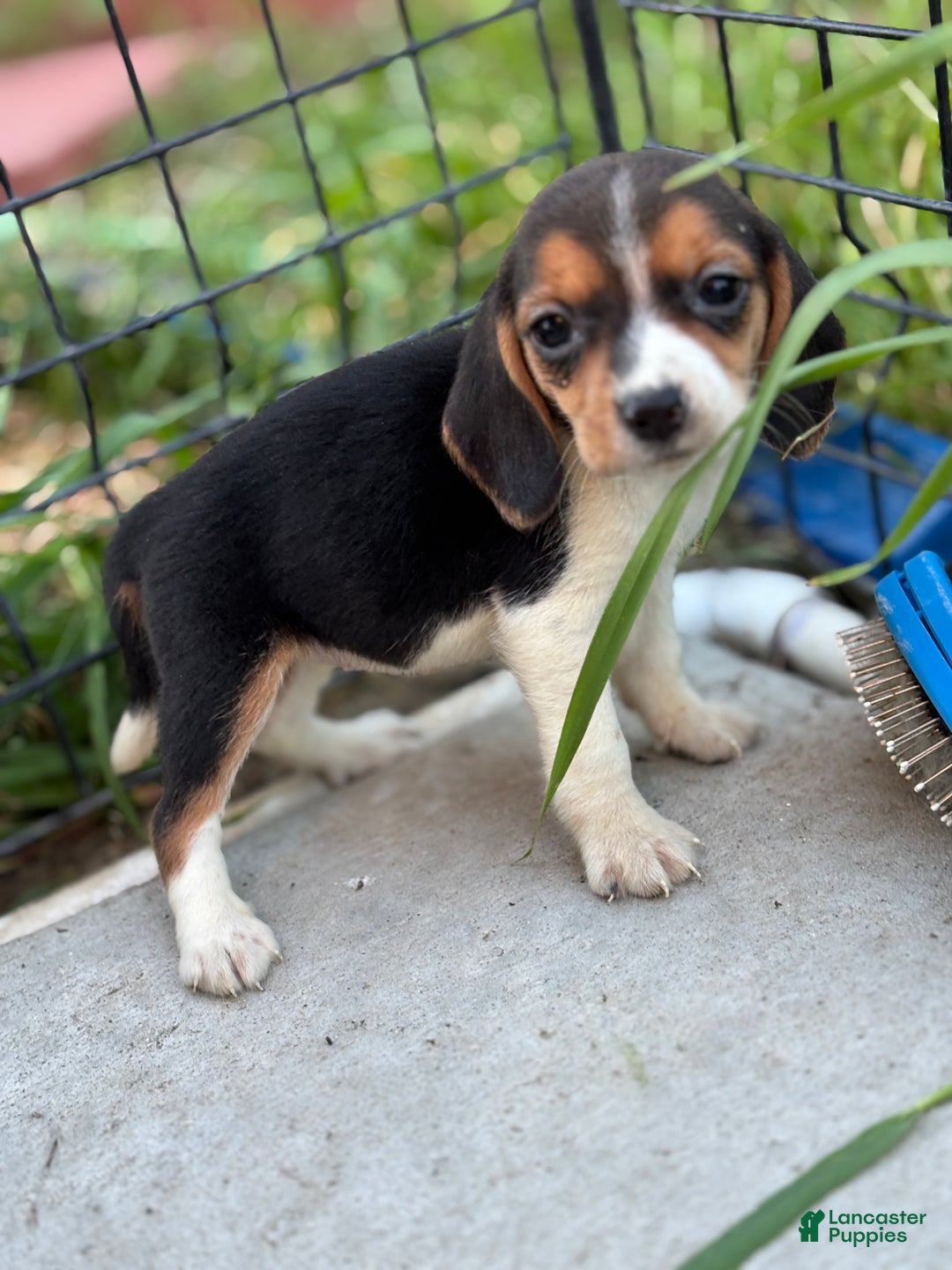 Beagle dogs for sale: Bailey - Ad 7