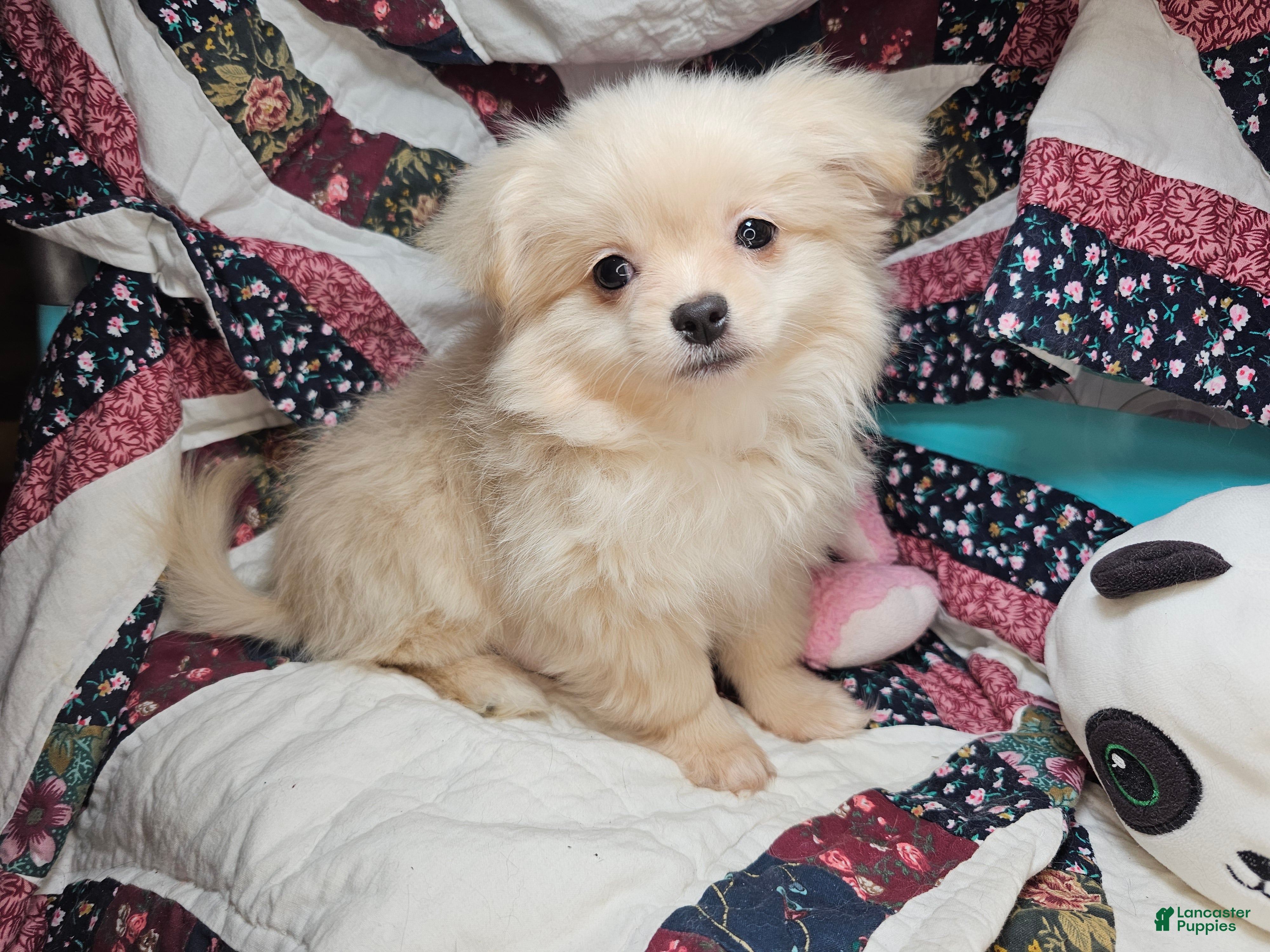 Mixed Breed dogs Dixxie (Pom + Peke) - Ad 9