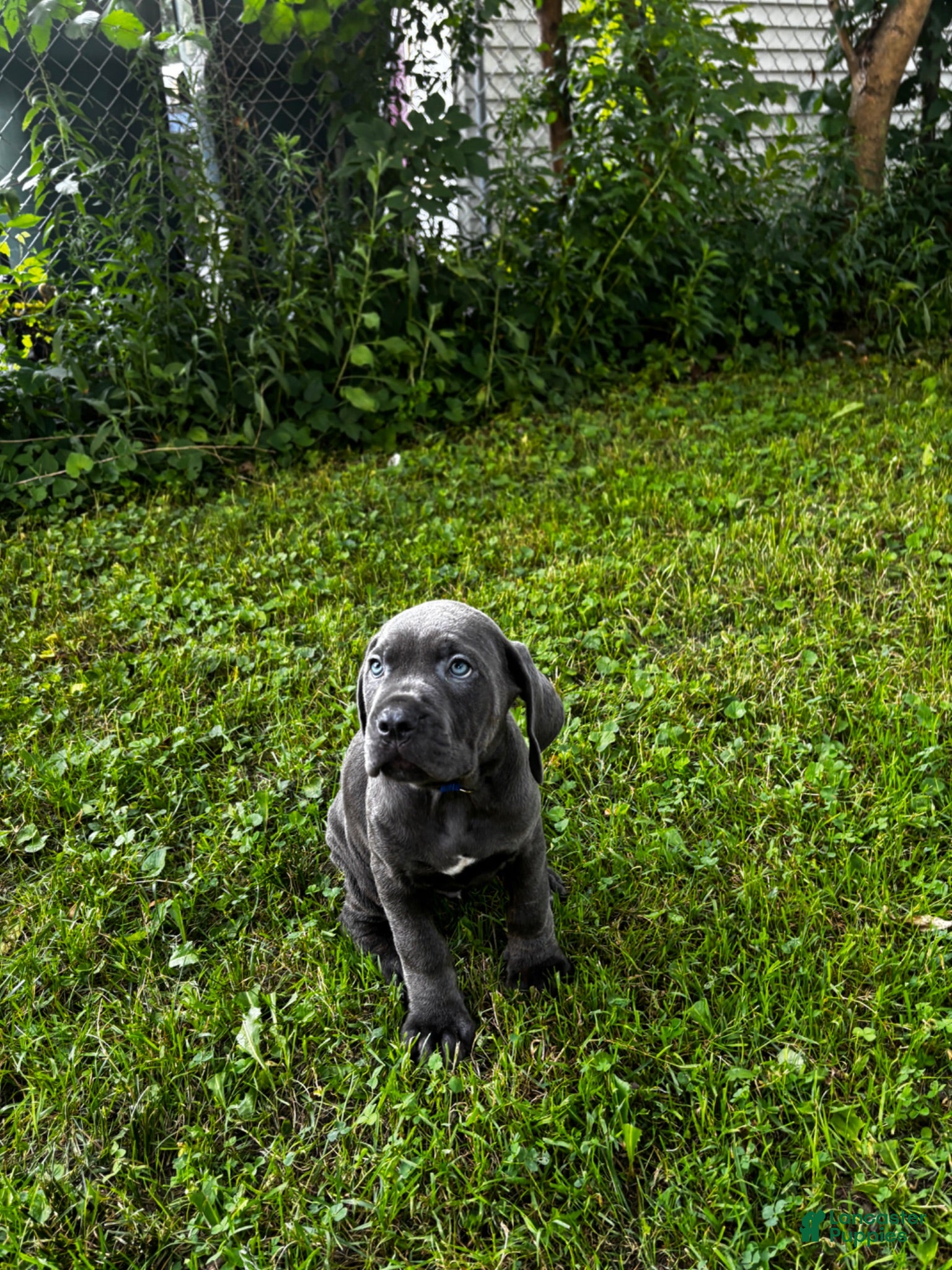 Cane Corso dogs Cane Corso 9 - Ad 1