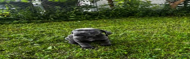 Cane Corso 9