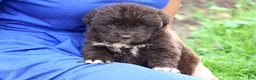 Newfoundland dogs for sale: Talia - Ad 9