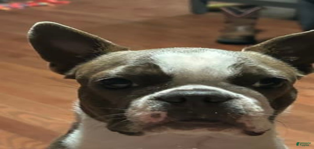 Gallery Image {{count}}