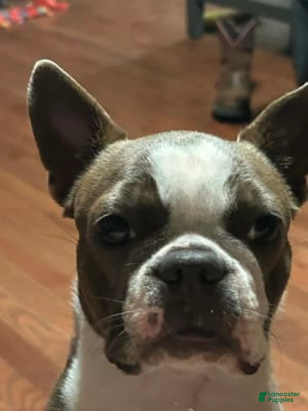 Gallery Image {{count}}