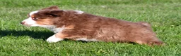 Miniature Australian Shepherd dogs for sale: Alex - Ad 3