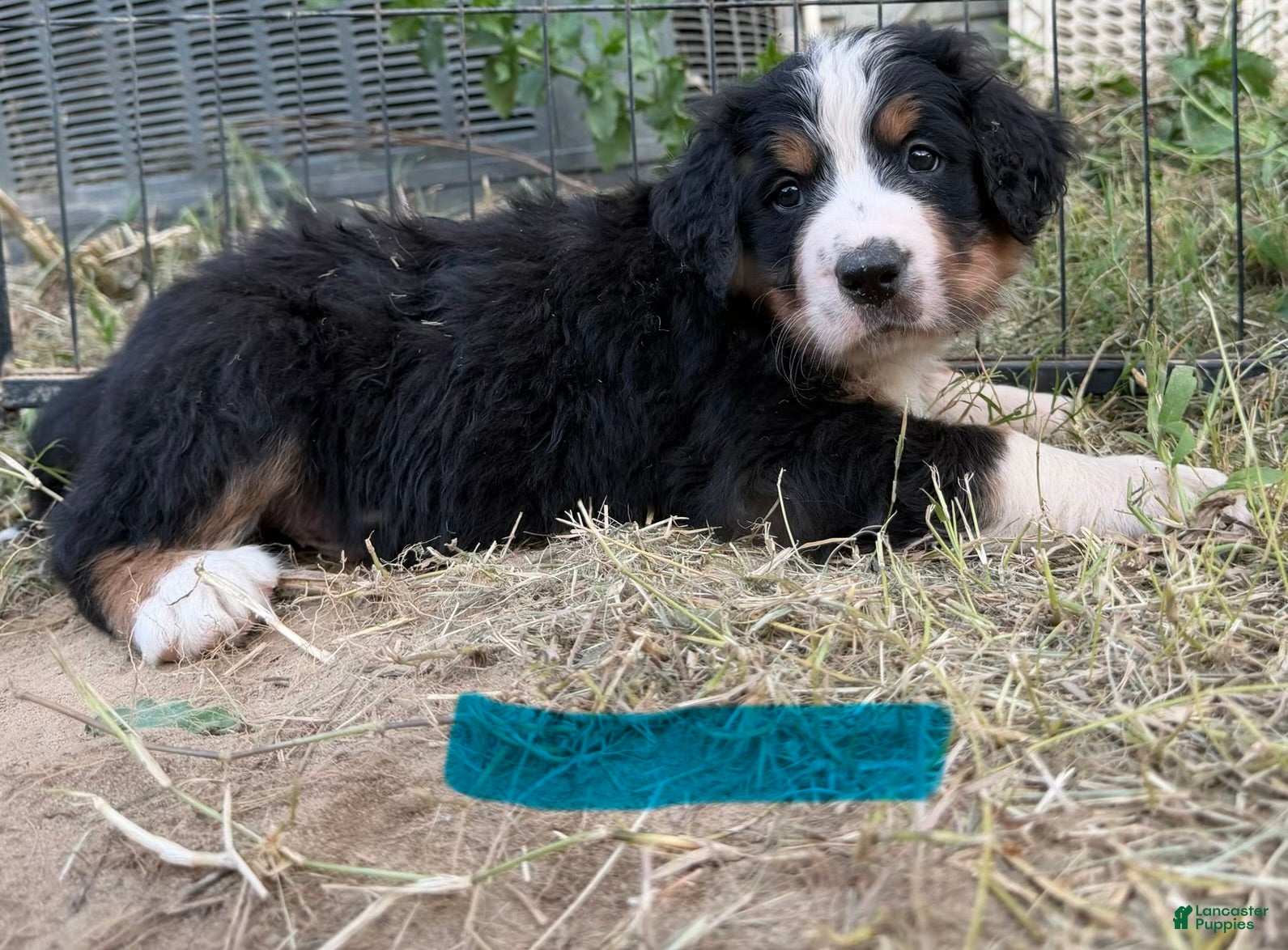 Bernese Mountain Dog dogs Teal - Ad 11
