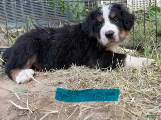 Bernese Mountain Dog dogs Teal - Ad 38